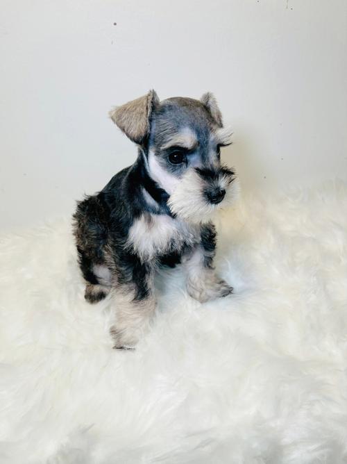 什么原因养宠物——探寻与毛孩子们共度时光的初衷